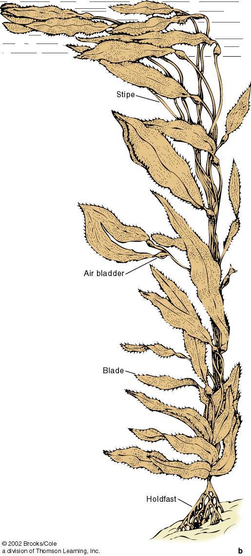 Larger Marine Producers: Algae The kelp in this figure is an example of a Phaeophyte. Kelp attaches to the bottom by a strong holdfast, and reaches lengths well in excess of 100 feet.