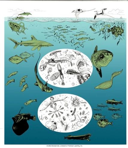 Classification of Marine Life &