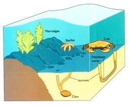 Classifying Marine Organisms by Lifestyle Benthic (benthos = bottom) Infauna Epifauna Pelagic