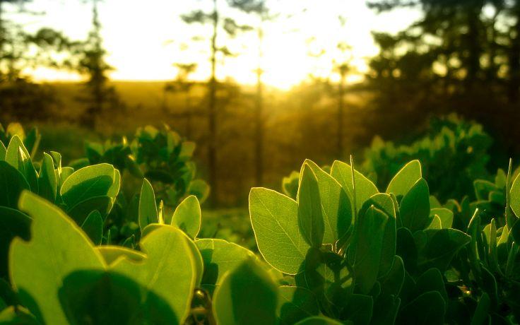 Photosynthesis is almost most efficient within a certain range of temperatures.