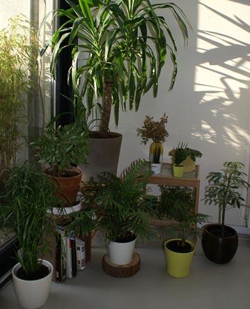 A plant kept inside a home may receive 100 times less light than