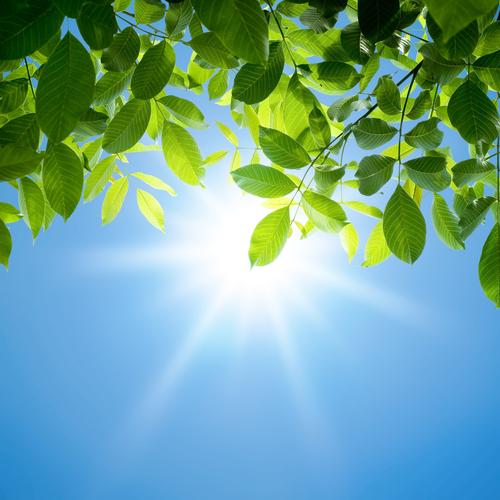 Photosynthesis Stage One: Absorption of Light Energy The chemical reactions that occur during the first