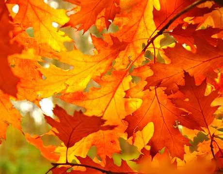 Carotenoids, the pigments that produce the yellow and orange color in the autumn colors of leaves as well as the