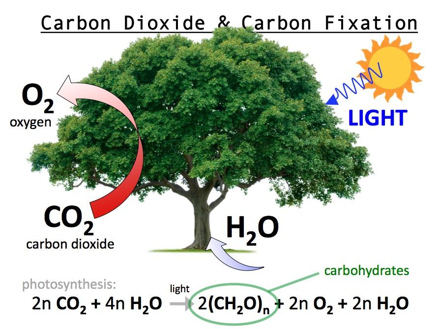 During the third and final stage of photosynthesis, however, carbon atoms from carbon dioxide (CO