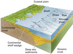 include small hills (ABYSSAL HILLS) Continental Margins where ocean and continental