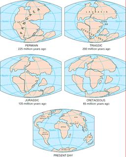 LAURASIA and GONDWANALAND During this time, land masses have