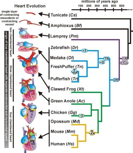 Essential Knowledge 1.B.2: Phylogenetic trees and cladograms are graphical representations (models) of evolutionary history that can be tested.