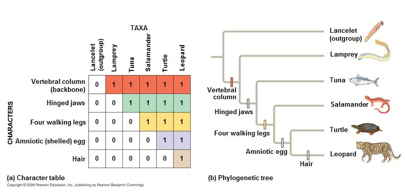 To infer phylogenies, systematists gather information about morphologies, genes, and biochemistry of living organisms.