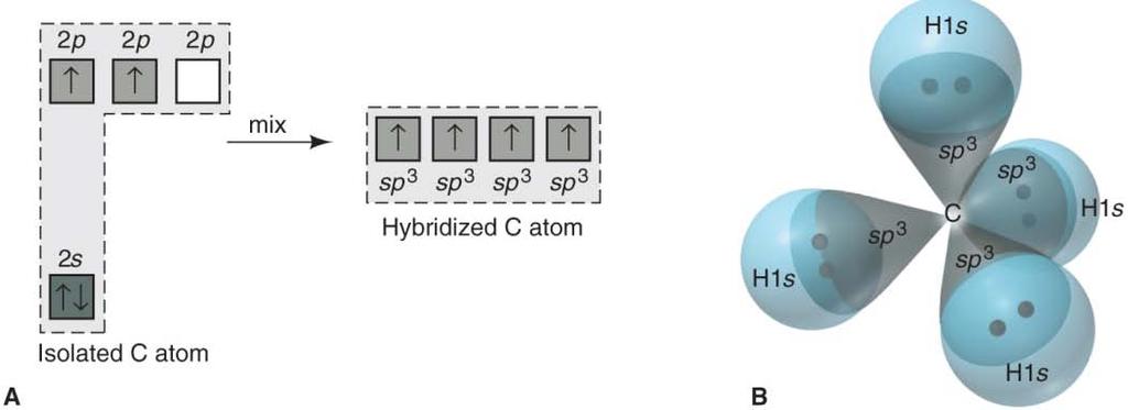 Hybridization and the Localized Electron Model Covalent Bonding: Orbitals A. Hybridization 1.