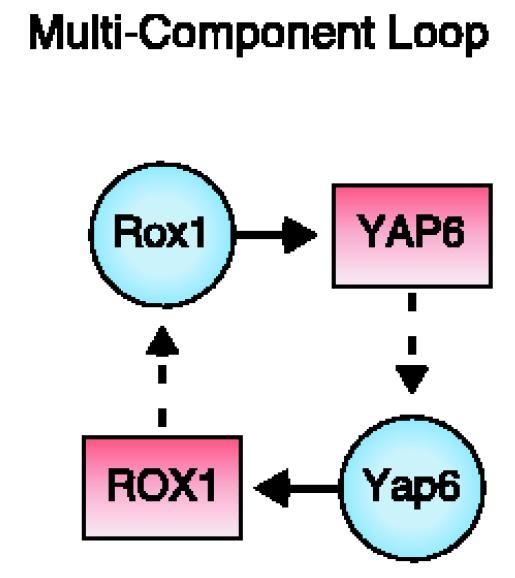 Multi-component loop - consists of a regulatory circuit whose closure involves two or more factors - provides the