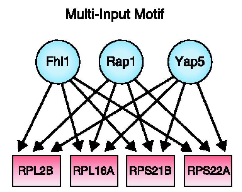 Multiinput motif set of regulators that bind together to a set of genes two different
