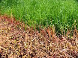rise to side branches Herbicides - compounds that are toxic to