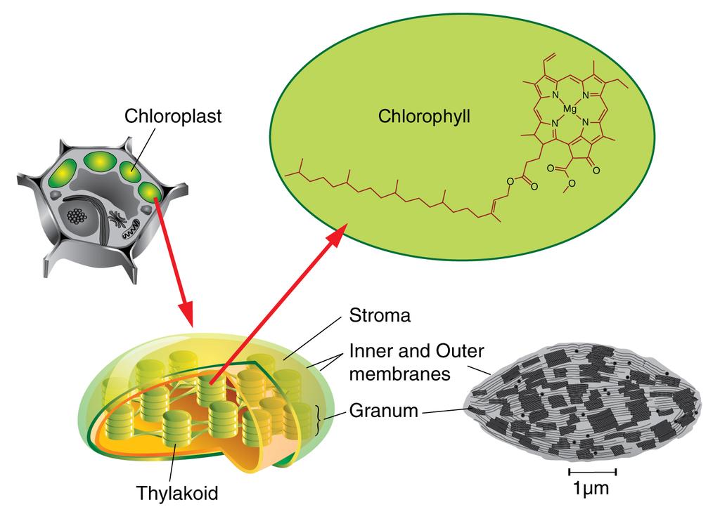 Figure below shows the components of a chloroplast. Each chloroplast contains neat stacks called grana (singular, granum). The grana consist of sac-like membranes, known as thylakoid membranes.
