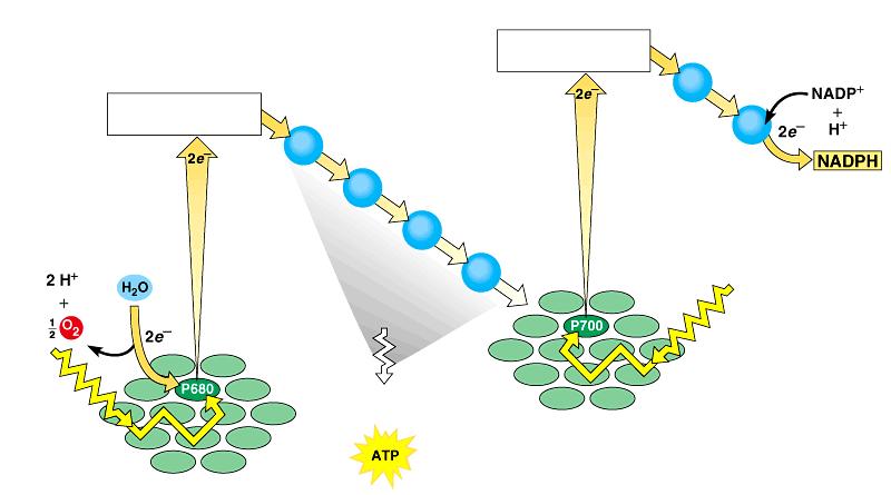 Noncyclic Photophosphorylation Photosystem II regains electrons by splitting water, leaving O 2 gas as a by-product