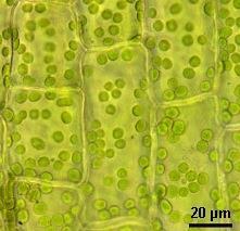 the chloroplast is