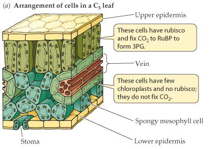 Leaf Anatomy In C3 plants (those that do C3 photosynthesis), all processes occur in the mesophyll cells.