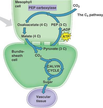 C4 Pathway The 4 carbon intermediate is smuggled into the bundle sheath cell The bundle sheath cell is