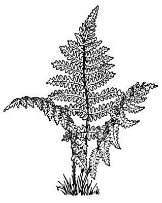 Angiosperm c. Seedless vascular plant d. Nonvascular plant 26. B 27. A 28. C 29.