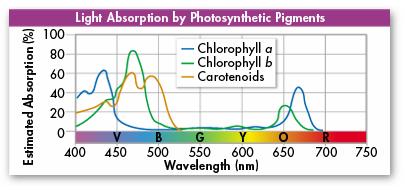 How do plants use sunlight to make food? Pigments present in the cell absorb light (energy) Plants have many pigments to help absorb the light energy.