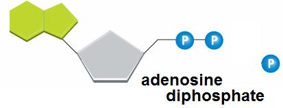 What is ADP? ADP: Uncharged ATP; contains SOME energy, but less than ATP. Like a rechargeable battery.