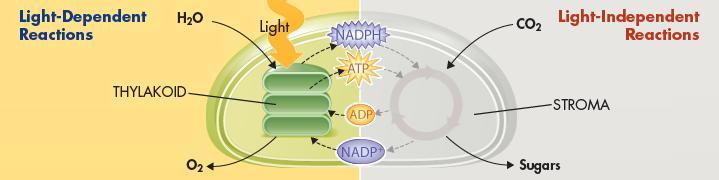 Light Dependent Reactions 1. Electrons in chlorophyll are energized by light. 2. Electrons travel along a protein chain; energy used to make ATP and NADPH.