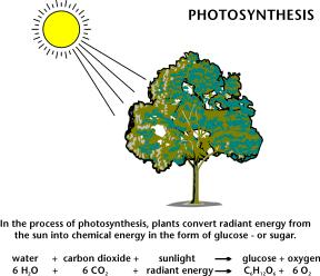 Photosynthesis Complete