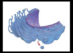 Type of Ribosome Location Product Free ribosomes Bound ribosomes Concept 6.4 The endomembrane system regulates protein traffic and performs metabolic functions in the cell 13.