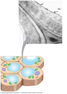AP Biology Reading Guide Fred and Theresa Holtzclaw Chapter 6: A Tour of the Cell 35. Microfilaments are solid, and they are built from a double chain of actin.