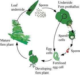 Question 3: Name three groups of plants that bear archegonia. Briefly describe the life cycle of any one of them. Archegonium is the female sex organ that produces the female gamete or egg.