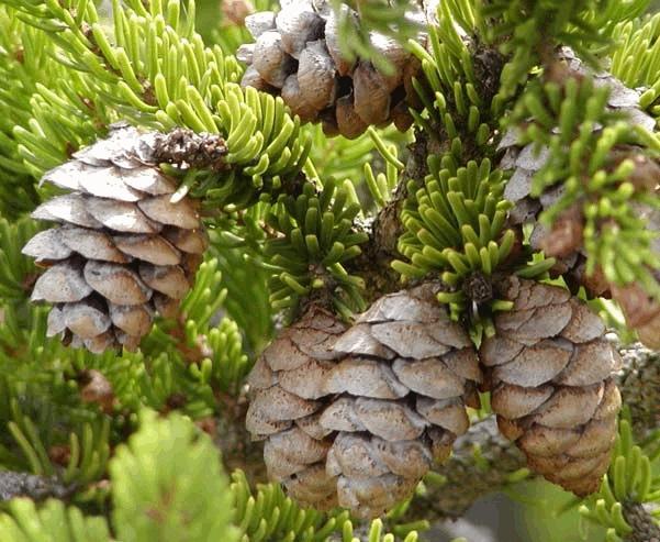 Gymnosperms : - the first group of true seed bearing plant phyla - they have true roots, leaves, and stem - produce seeds found inside cones - there