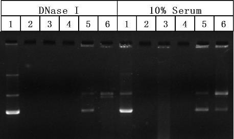 Figure S1. Buffering capacity of PEI1.8, PEI25 and PEI-vitE n by acid-base titration. 150 mm NaCl was used as a control. Figure S2. DNA protection by PEI-vitE 6 against DNase or serum.