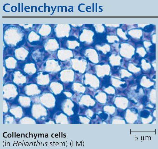 Example of ground tissue: collenchyma
