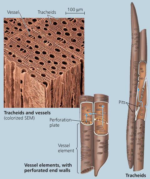 Water-conducting cells of the xylem Xylem tissue provides both mechanical support and route for water transport.
