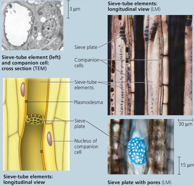 Sugar-conducting cells of the phloem Phloem tissue provides route for sugar transport. Sieve-tube elements (phloem cells) are alive at functional maturity.
