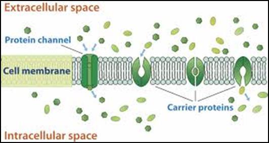 Through plasma membrane (transport proteins) -