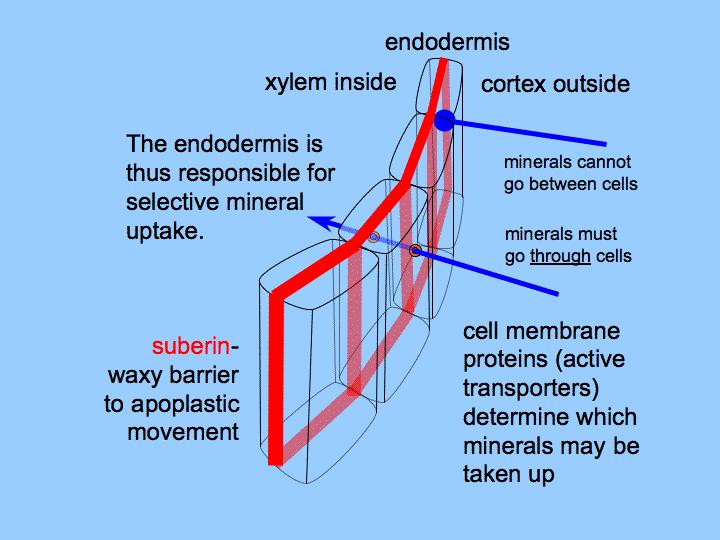Endodermis one-cell layer inside the root every endodermis cell is surrounded by a «belt»