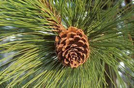 to cones of pine tree.