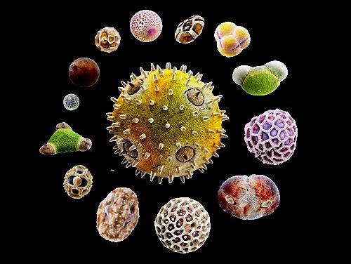 Pollen grains are variable