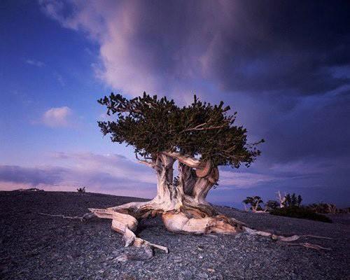 Bristlecone pine - the oldest living organism on the Earth (5064