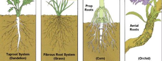 roots) and fibrous roots.
