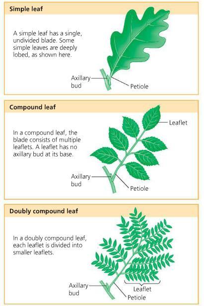Leaf Main functions of plant leaves: 1. Photosynthesis. 2.