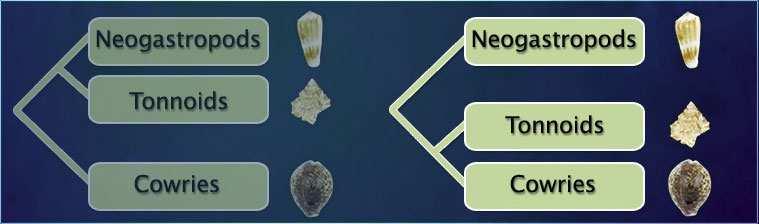 Exercise 2: Phylogeny of Neogastropods, Tonnoids, and Cowries In the online seashell sorting activity, Biodiversity and Evolutionary Trees: An