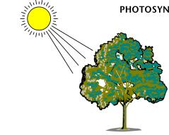 Light Energy to Chemical Energy Step 1: Light is captured by pigments in chloroplasts Photon: