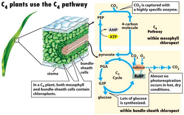 captured as oxaloacetate (mesophyll cells) Oxaloacetate releases CO 2 to