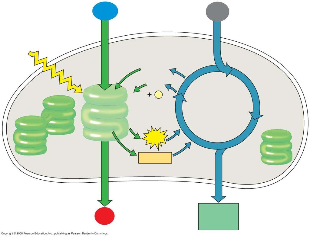 H 2 O CO 2 Light An overview of photosynthesis: cooperation of the light reactions and the Calvin