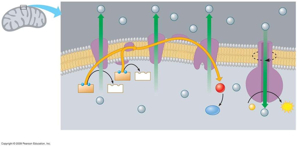 Oxidative phosphorylation, using electron transport and chemiosmosis in the mitochondrion.