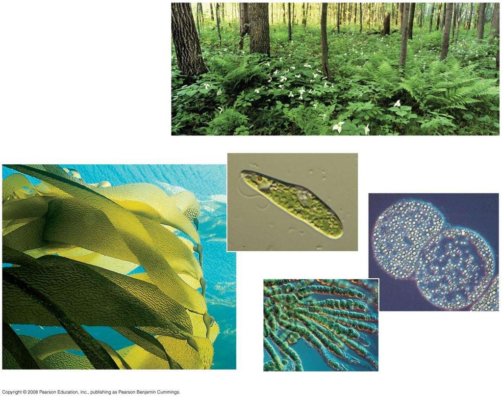 BioFlix: Photosynthesis (a) Plants (c) Unicellular protist 10 µm (e)