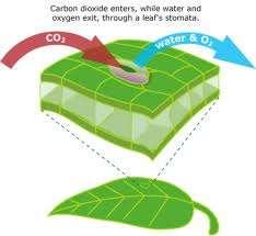 photosynthesis The closing of stomata reduces access to CO 2 and causes O 2 to