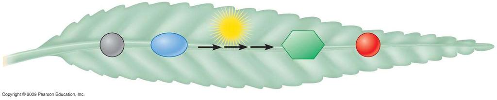 AN OVERVIEW OF PHOTOSYNTHESIS Light energy 6 CO 2 + 6 H 2 O C 6 H 12 O 6 + 6 O 2 Carbon dioxide Water Glucose Photosynthesis
