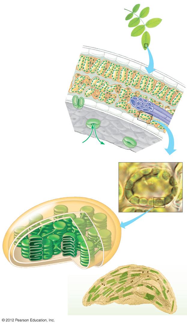7.2 hotosynthesis occurs in chloroplasts in plant cells Chloroplasts are the major sites of photosynthesis in green plants.